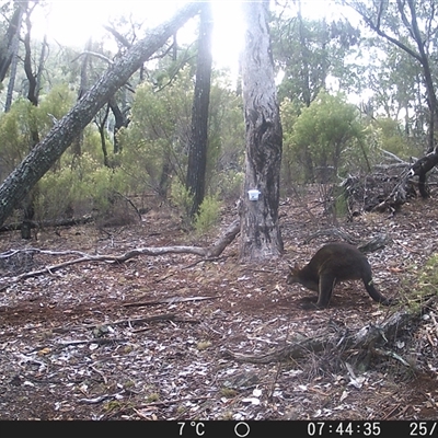 Wallabia bicolor (Swamp Wallaby) at Crowther, NSW - 25 May 2025 by Frecko