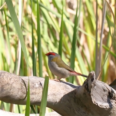 Neochmia temporalis (Red-browed Finch) at Bellmount Forest, NSW - 2 Mar 2025 by ConBoekel