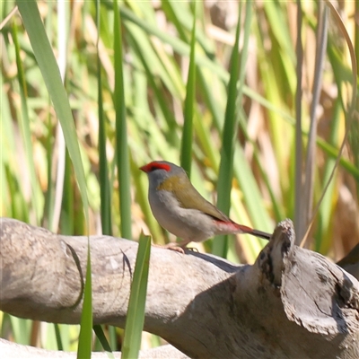 Neochmia temporalis (Red-browed Finch) at Bellmount Forest, NSW - 2 Mar 2025 by ConBoekel