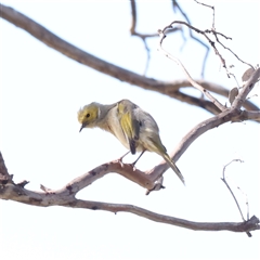 Ptilotula penicillata (White-plumed Honeyeater) at Bellmount Forest, NSW - 2 Mar 2025 by ConBoekel