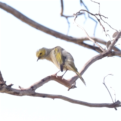 Ptilotula penicillata (White-plumed Honeyeater) at Bellmount Forest, NSW - 2 Mar 2025 by ConBoekel