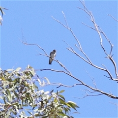 Petrochelidon nigricans (Tree Martin) at Bellmount Forest, NSW - 2 Mar 2025 by ConBoekel