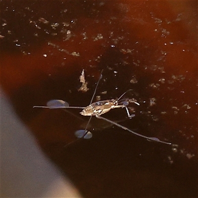 Gerridae (family) (Unidentified water strider) at Bellmount Forest, NSW - 2 Mar 2025 by ConBoekel