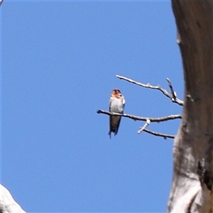 Hirundo neoxena at Bellmount Forest, NSW - 2 Mar 2025 by ConBoekel