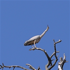 Egretta novaehollandiae (White-faced Heron) at Bellmount Forest, NSW - 2 Mar 2025 by ConBoekel
