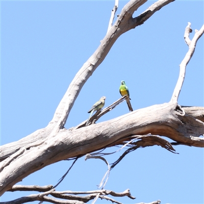 Psephotus haematonotus (Red-rumped Parrot) at Bellmount Forest, NSW - 2 Mar 2025 by ConBoekel