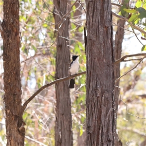 Myiagra inquieta at Bellmount Forest, NSW - 2 Mar 2025 by ConBoekel