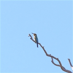 Merops ornatus (Rainbow Bee-eater) at Bellmount Forest, NSW - 2 Mar 2025 by ConBoekel