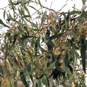 Eucalyptus bridgesiana at West Wodonga, VIC - Today by KylieWaldon