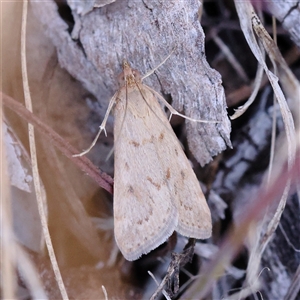 Unverified Moth (Lepidoptera) at Bellmount Forest, NSW - 2 Mar 2025 by ConBoekel