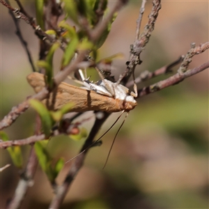 Achyra affinitalis at Bellmount Forest, NSW - 2 Mar 2025 11:32 AM