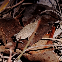Goniaea australasiae (Gumleaf grasshopper) at Bellmount Forest, NSW - 2 Mar 2025 by ConBoekel