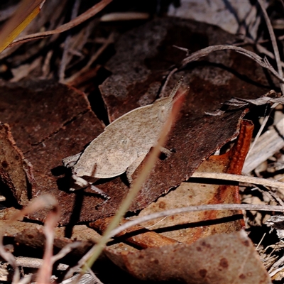 Goniaea australasiae (Gumleaf grasshopper) at Bellmount Forest, NSW - 2 Mar 2025 by ConBoekel