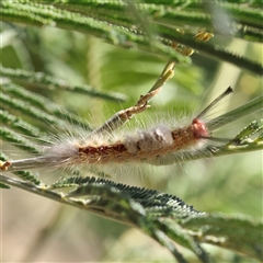 Orgyia anartoides (Painted Apple Moth) at Sutton, NSW - 2 Mar 2025 by ConBoekel