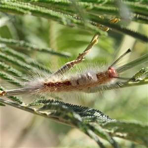 Unverified Moth (Lepidoptera) at Sutton, NSW - 2 Mar 2025 by ConBoekel