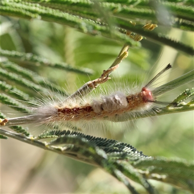 Orgyia anartoides (Painted Apple Moth) at Sutton, NSW - 2 Mar 2025 by ConBoekel
