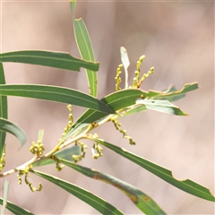 Acacia rubida (Red-stemmed Wattle, Red-leaved Wattle) at Sutton, NSW - 2 Mar 2025 by ConBoekel