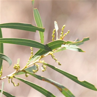 Acacia rubida (Red-stemmed Wattle, Red-leaved Wattle) at Sutton, NSW - 2 Mar 2025 by ConBoekel