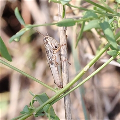 Praxibulus sp. (genus) (A grasshopper) at Sutton, NSW - 2 Mar 2025 by ConBoekel