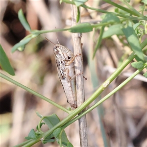 Unverified Grasshopper (several families) at Sutton, NSW - 2 Mar 2025 by ConBoekel