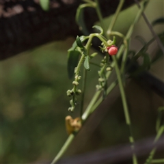 Einadia nutans (Climbing Saltbush) at Sutton, NSW - 2 Mar 2025 by ConBoekel