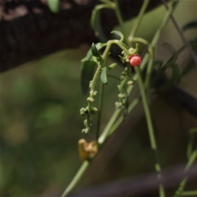 Einadia nutans (Climbing Saltbush) at Sutton, NSW - 2 Mar 2025 by ConBoekel