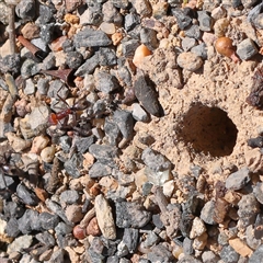 Iridomyrmex purpureus (Meat Ant) at Sutton, NSW - 2 Mar 2025 by ConBoekel