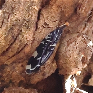 Porismus strigatus (Pied Lacewing) at Sutton, NSW - 2 Mar 2025 by ConBoekel