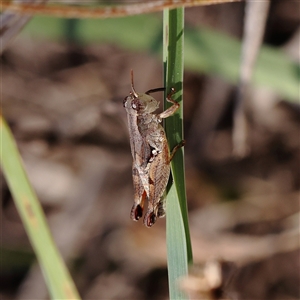 Phaulacridium vittatum at Sutton, NSW - 2 Mar 2025 by ConBoekel