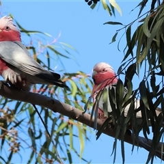 Eolophus roseicapilla (Galah) at West Wodonga, VIC - 12 Jun 2025 by KylieWaldon