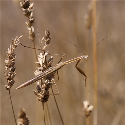 Tenodera australasiae (Purple-winged mantid) at Sutton, NSW - 2 Mar 2025 by ConBoekel