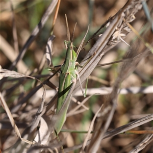 Acrida conica at Sutton, NSW - 2 Mar 2025 by ConBoekel