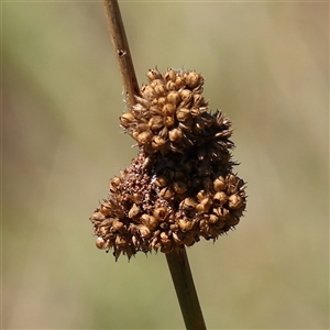 Unverified Rush, Sedge or Mat Rush at Sutton, NSW - 2 Mar 2025 by ConBoekel
