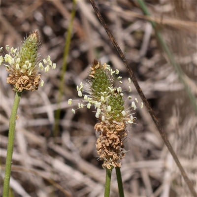 Plantago lanceolata (Ribwort Plantain, Lamb's Tongues) at Sutton, NSW - 2 Mar 2025 by ConBoekel