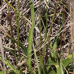 Plantago lanceolata at Sutton, NSW - 2 Mar 2025 12:30 PM