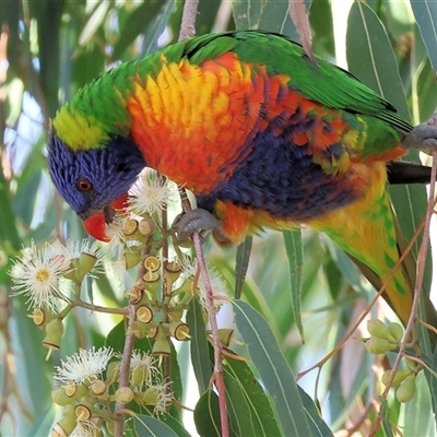 Trichoglossus moluccanus (Rainbow Lorikeet) at West Wodonga, VIC - 12 Jun 2025 by KylieWaldon