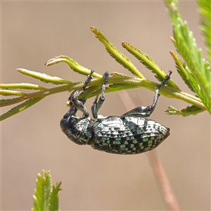 Chrysolopus spectabilis (Botany Bay Weevil) at Sutton, NSW - 2 Mar 2025 by ConBoekel
