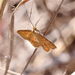 Scopula rubraria (Reddish Wave, Plantain Moth) at Sutton, NSW - 2 Mar 2025 by ConBoekel