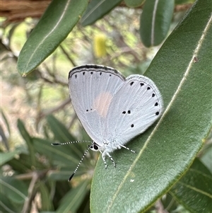 Candalides xanthospilos at Hat Head, NSW - 22 Aug 2024 by Pirom