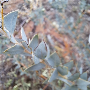 Acacia cultriformis (Knife Leaf Wattle) at Watson, ACT - Today by abread111