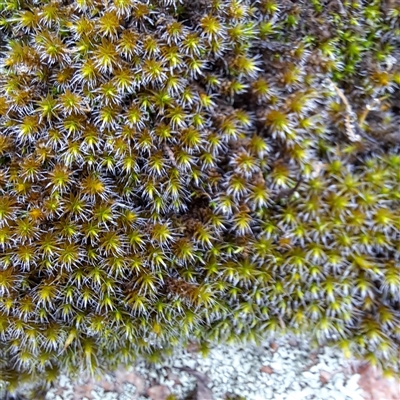 Bryaceae (family) at Watson, ACT - 16 Jun 2025 by abread111