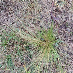 Nassella trichotoma (Serrated Tussock) at Watson, ACT - 16 Jun 2025 by abread111