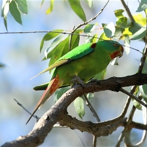 Lathamus discolor at Mount Annan, NSW - Today by MandyandScott