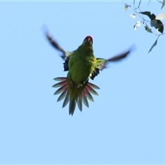 Lathamus discolor at Mount Annan, NSW - suppressed