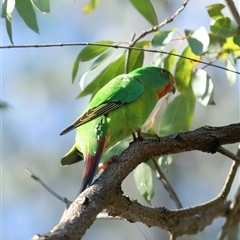 Lathamus discolor at Mount Annan, NSW - suppressed