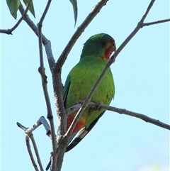 Lathamus discolor at Mount Annan, NSW - suppressed