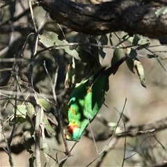 Lathamus discolor at Mount Annan, NSW - suppressed