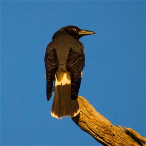 Strepera graculina (Pied Currawong) at Lake George, NSW - 5 Jun 2025 by jb2602