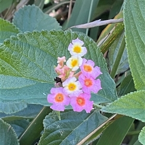 Lantana camara at Ulladulla, NSW - 16 Jun 2025 12:22 PM