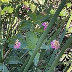Lantana camara at Ulladulla, NSW - 16 Jun 2025 12:22 PM